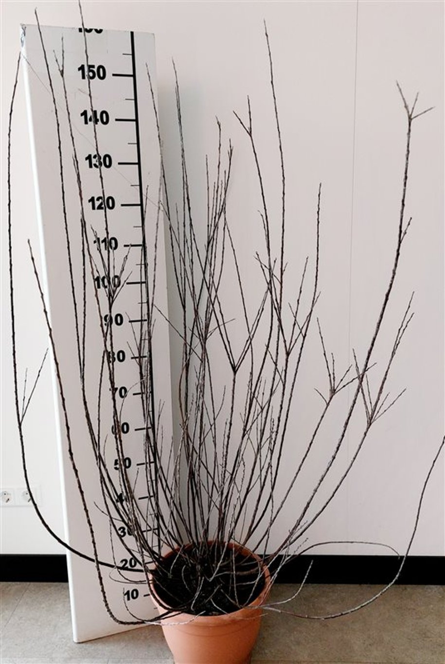 Salix irrorata - C15 150-175 CM
